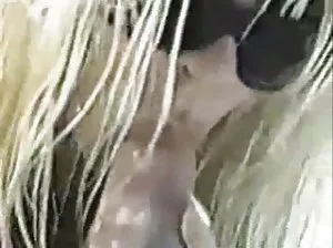 Gang Bang avec mignon poussiéreux Lucy